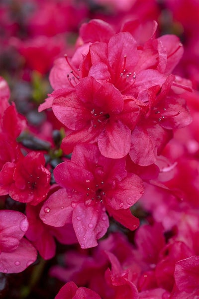 Rhododendron obt. 'Diamant Rot', leuchtend rot, 20–25 cm