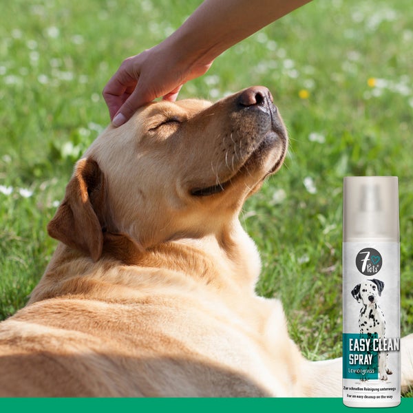 Easy Clean Spray – Reinigungsspray für Hunde unterwegs – Schnell wirksam gegen Schmutz & Gerüche – Ideal für Pfotenreinigung nach Spaziergängen – Praktisch & erfrischend – 200 ml
