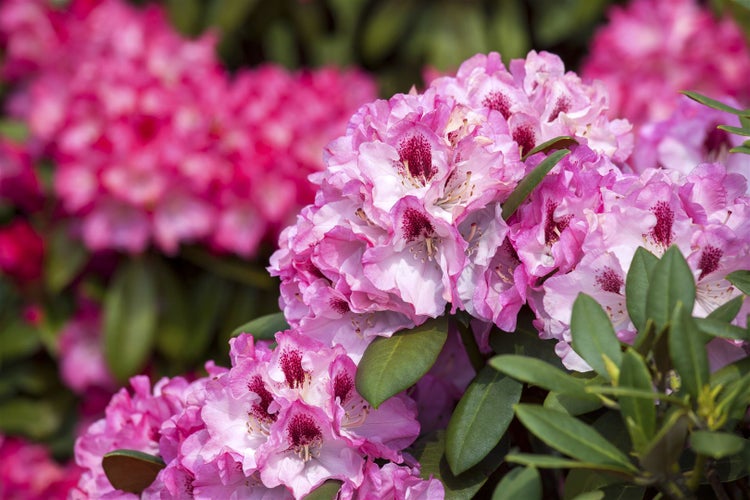 Rhododendron yakushimanum 'Nicoletta', rosa Blüten, 30–40 cm