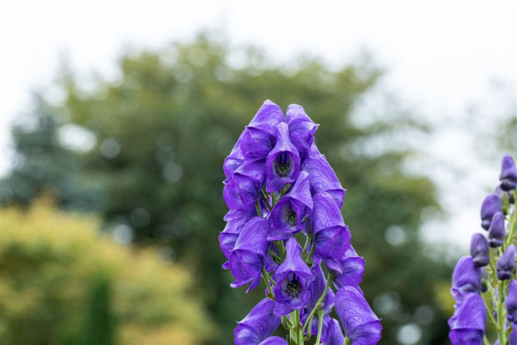 Aconitum carmichaelii 'Arendsii', Eisenhut, blau, ca. 9x9 cm Topf