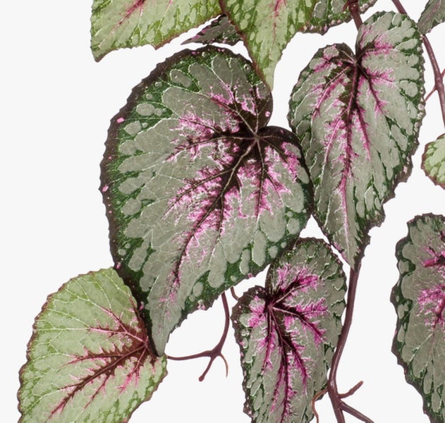 Nahaufnahme einer Begonia Rex mit silbrig-grünen Blättern und pinkfarbenen Blattadern.