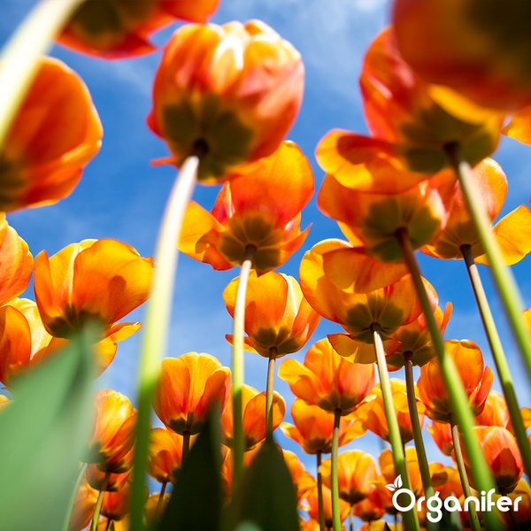 Froschperspektive auf ein Feld mit blühenden Tulpen unter blauem Himmel