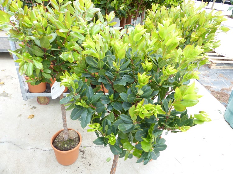 Erdbeerbaum Arbutus unedo in einem Kunststofftopf mit grünen Blättern.