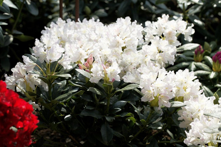 Rhododendron 'Cunninghams White', weiß, 30–40 cm, INKARHO