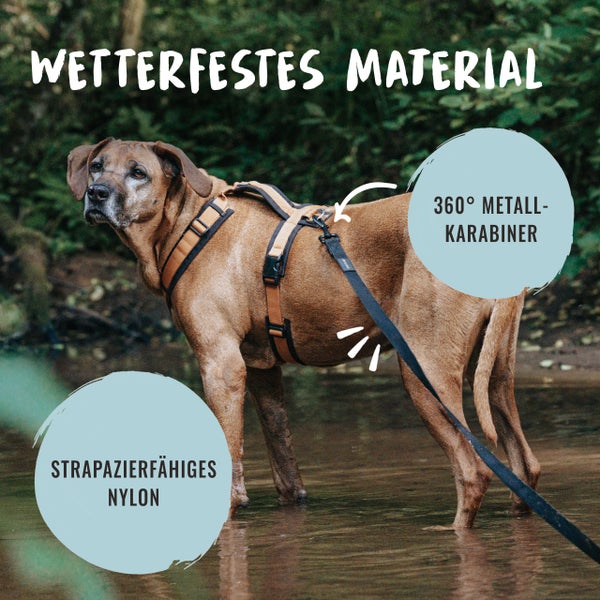 Hund mit Hundegeschirr aus strapazierfähigem Nylon mit 360 Grad Metallkarabiner
