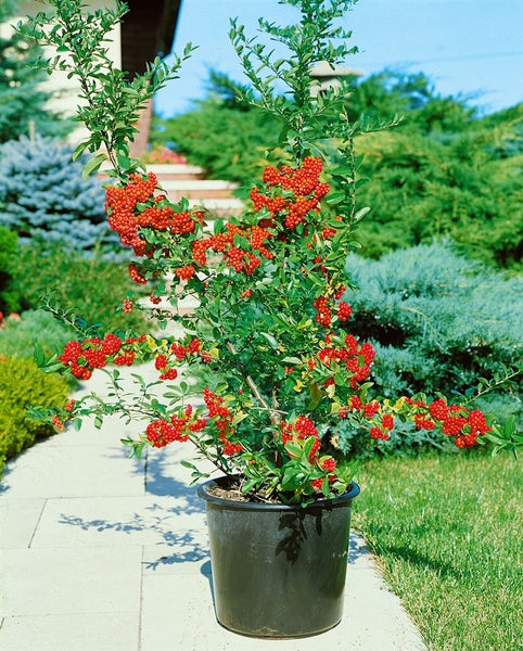 Pyracantha 'Mohave', Feuerdorn, orange-rot, 40–60 cm