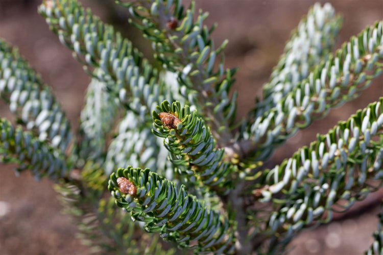Abies koreana 'Silver Star', Koreatanne, silberne Nadeln, 20–25 cm