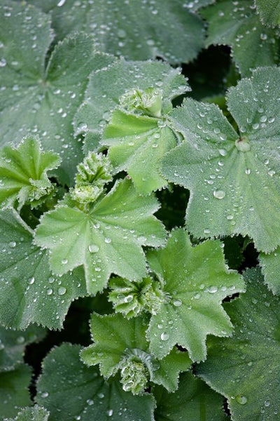 Alchemilla mollis 'Thriller', Frauenmantel, ca. 9x9 cm Topf
