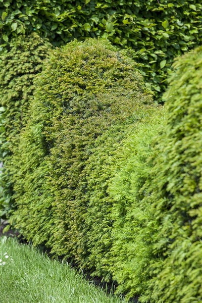 Reihe von geschnittenen, immergrünen Heckenpflanzen im Garten.