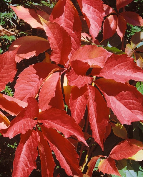 Parthenocissus quinquefolia, Wilder Wein, 60–100 cm