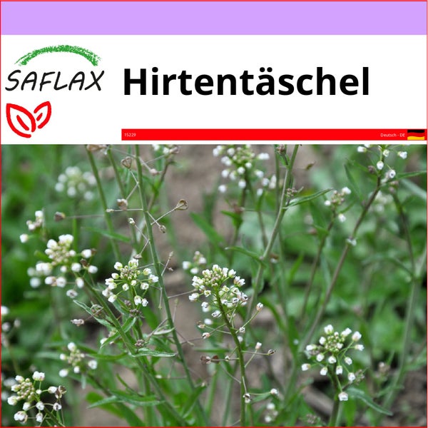 SAFLAX  - Hirtentäschel - Capsella bursa-pastoris - 1000 Samen