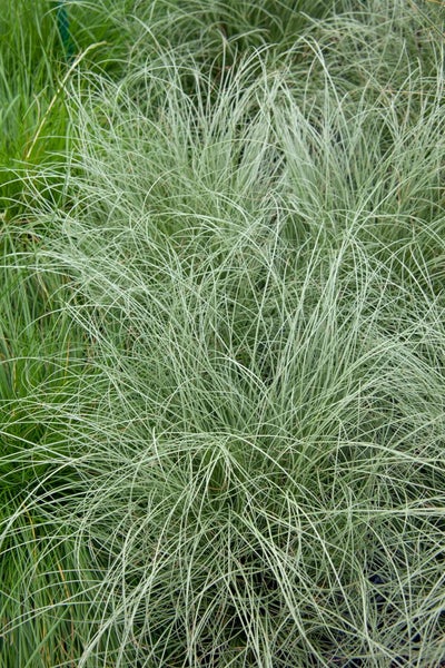 Carex comans 'Amazon Mist', Ziergras, ca. 9x9 cm Topf