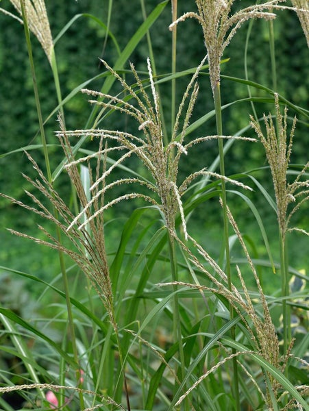Miscanthus sinensis 'Silberfeder', Chinaschilf, 3-5 Liter Container