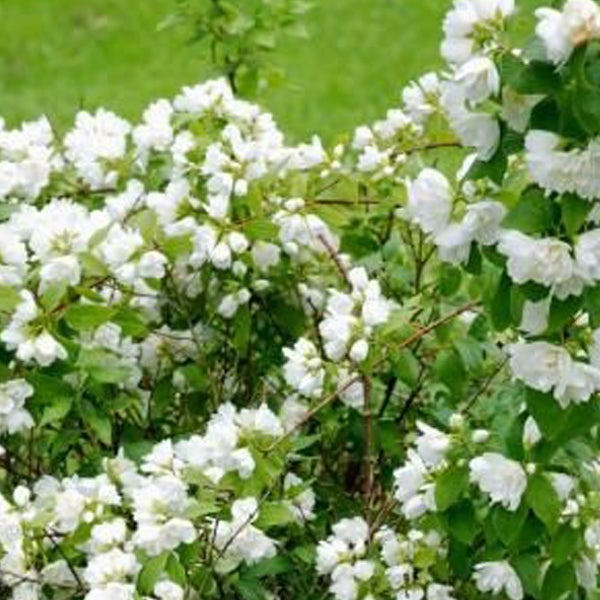 Blühender Pfeifenstrauch im Garten