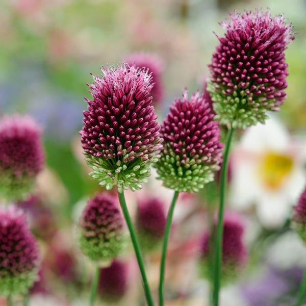 Nahaufnahme von Zierlauchblüten im Garten.