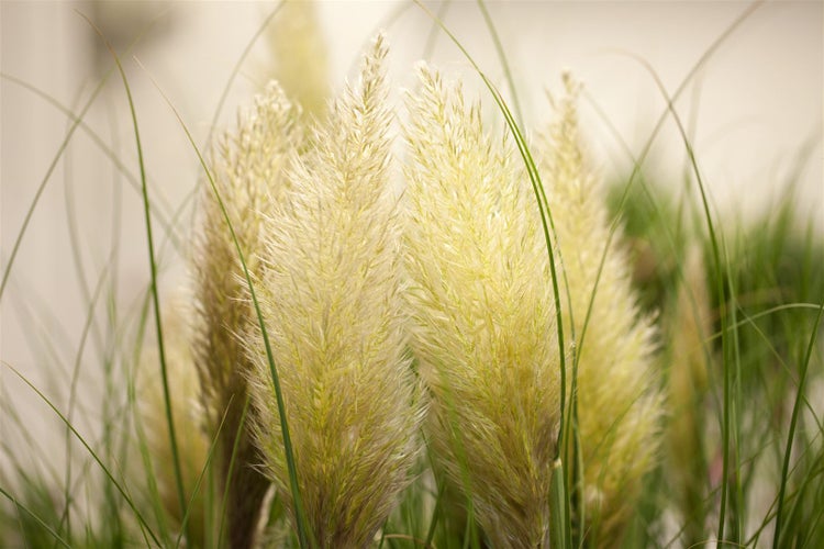 Cortaderia selloana 'Golden Goblin', Pampasgras, goldgrün, ca. 30 L Container