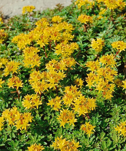 Sedum floriferum 'Weihenstephaner Gold', Fetthenne, gelb, ca. 9x9 cm Topf