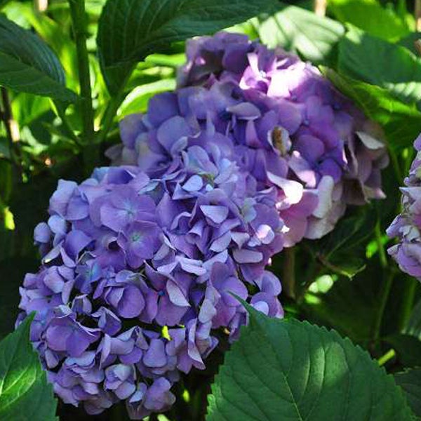 Nahaufnahme einer violetten Hortensienblüte