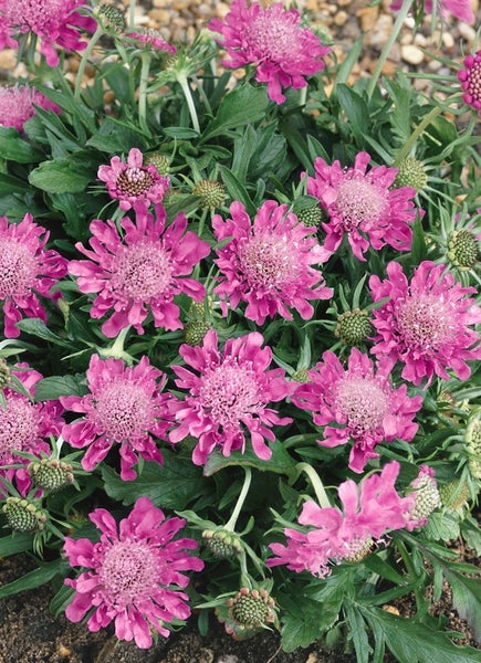 Scabiosa japonica 'Pink Diamonds', rosa, ca. 9x9 cm Topf