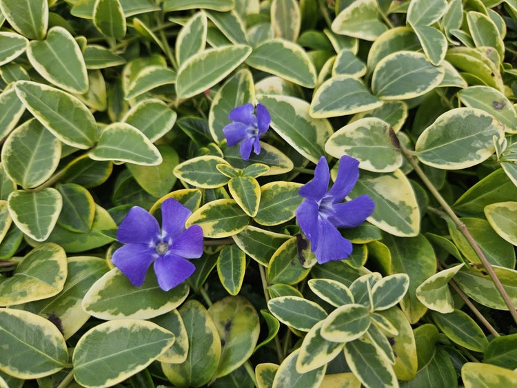 Kleines Immergrün Vinca minor mit panaschierten Blättern und violetten Blüten als Bodendecker.