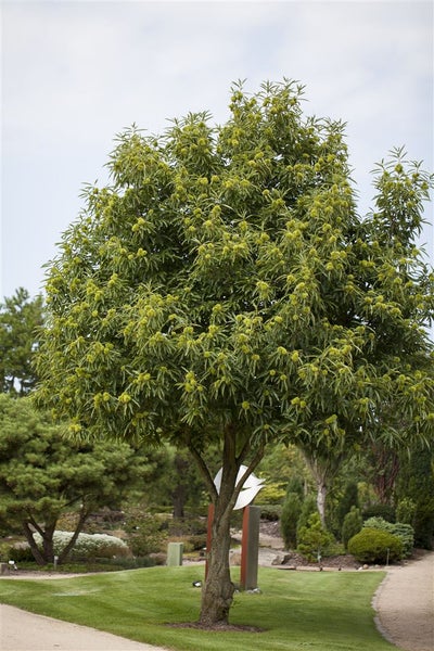 Castanea sativa, Esskastanie, 80–100 cm