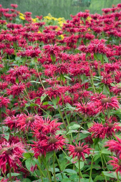 Monarda fistulosa 'Gardenview Scarlet', Indianernessel, rot, ca. 11x11 cm Topf