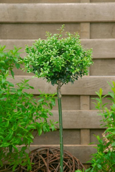 Buchsbaumkugel auf Stamm vor Holzzaun