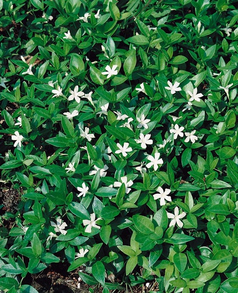 Immergrün Pflanze mit weißen Blüten und grünen Blättern