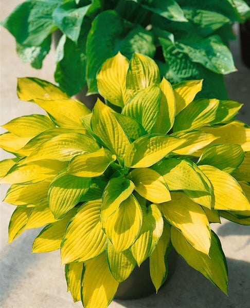 Funkie Hosta Pflanze mit gelbgrünen Blättern im Topf.