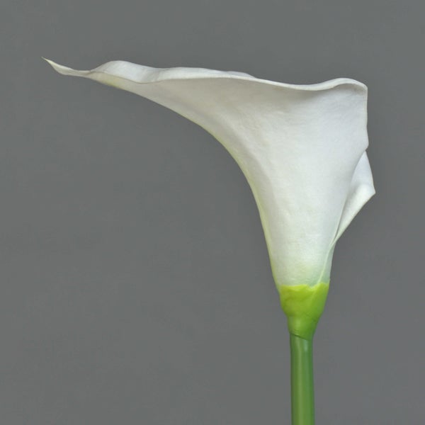 Weiße Calla-Blüte mit gelbem Kolben und grünem Stiel.