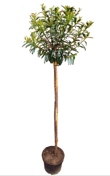 Stämmchen Photinia fraseri Little Red Robin im Pflanztopf mit Stützstab