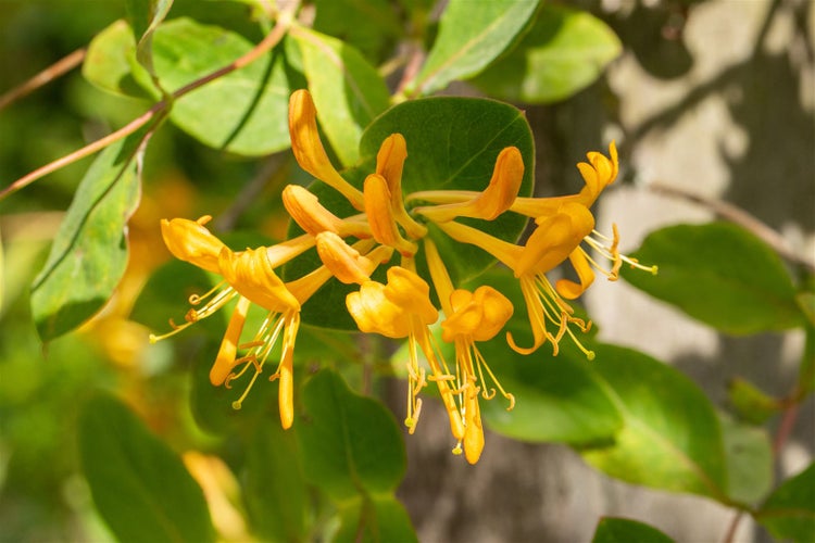Lonicera tellmanniana, Geißblatt, orange-gelb, 60–100 cm