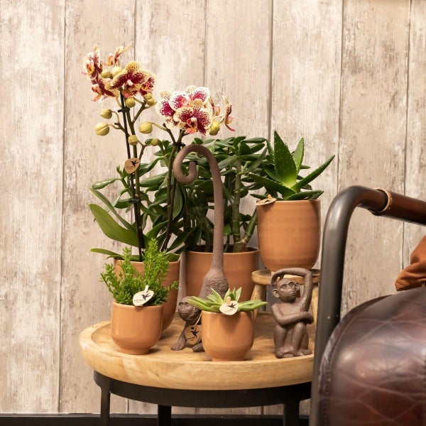 Kolibri Orchids Gelbe rote Phalaenopsis-Orchidee Spanien + Glasierter Ziertopf Cognac Topfgröße 9cm 40 cm hoch Blühende Zimmerpflanze frisch vom Züchter