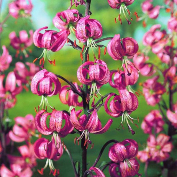 Türkenbundlilie mit rosa Blüten