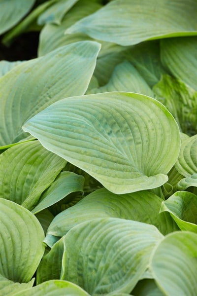 Hosta plantaginea 'Guacamole', Duftende Funkie, ca. 11x11 cm Topf