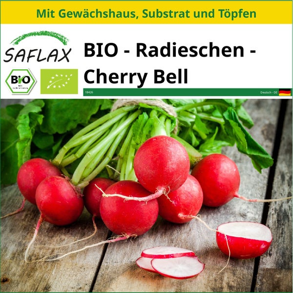 SAFLAX Anzucht Set - BIO - Radieschen - Cherry Bell - Raphanus sativus - 100 Samen - Mit Mini-Gewächshaus, Anzuchtsubstrat und 2 Töpfen