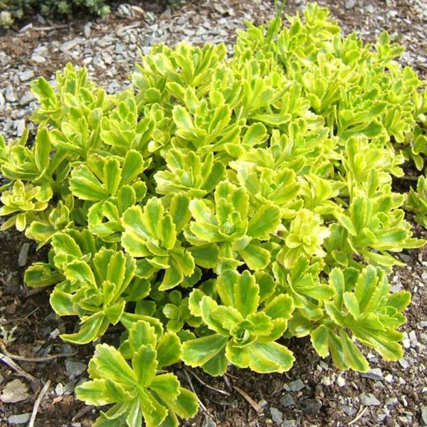 Fetthenne im Gartenbeet