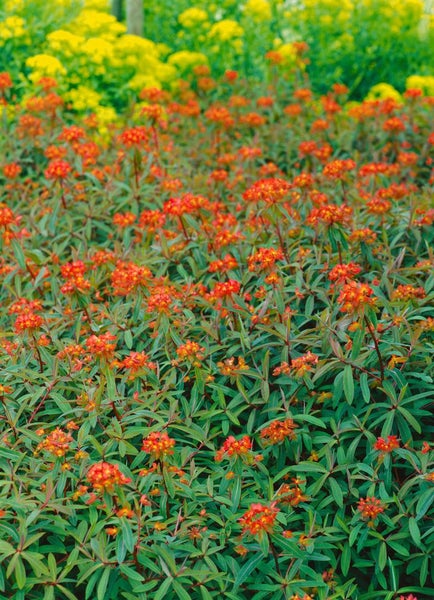 Euphorbia griffithii 'Dixter', Wolfsmilch, orange-rot, ca. 9x9 cm Topf