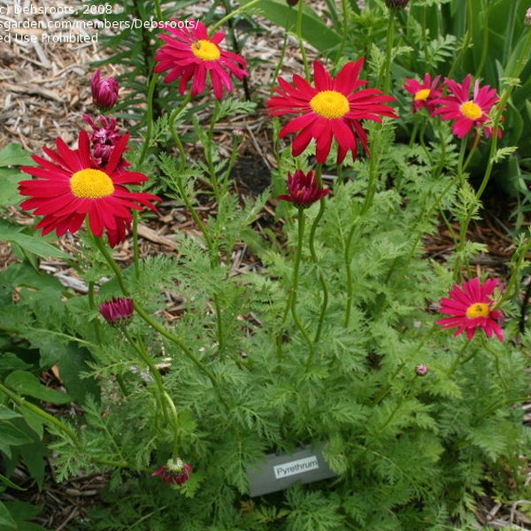 Gruppe von roten Pyrethrum Blumen mit gelben Zentren