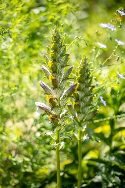 Acanthus mollis, Bärenklau, ca. 11x11 cm Topf, dekorativ
