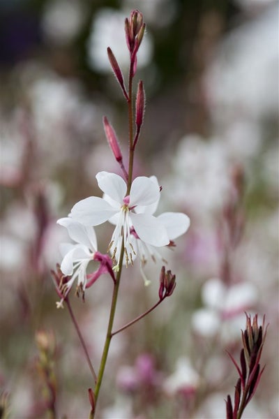 Gaura lindheimerii 'Summer Breeze', Prachtkerze, ca. 9x9 cm Topf