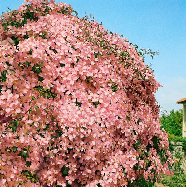 Clematis montana 'Tetrarose', Berg-Waldrebe, rosa Blüten, 40–60 cm