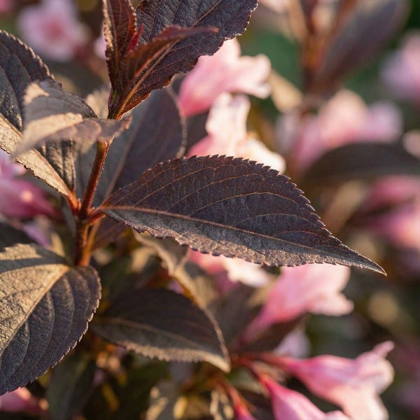 Weigelie mit dunklen, gezackten Blättern und hellrosa Blüten.