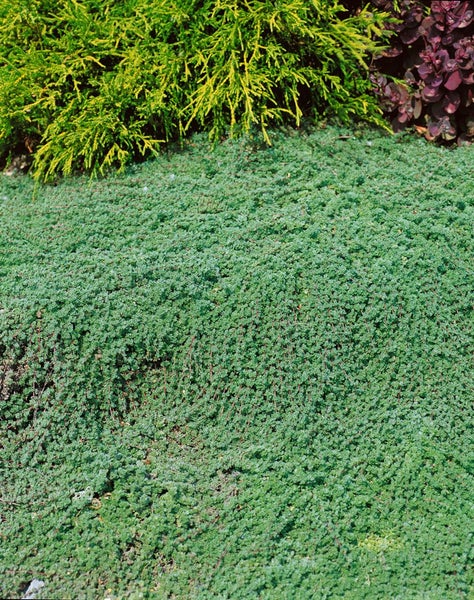 Thymus praecox var. pseudolanuginosus, Teppichthymian, ca. 9x9 cm Topf