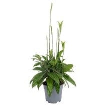 WL Dracaena Surculosa P17H55-65