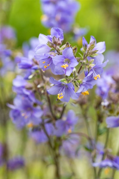 Polemonium yezoense 'Purple Rain', Jakobsleiter, violett, ca. 9x9 cm Topf