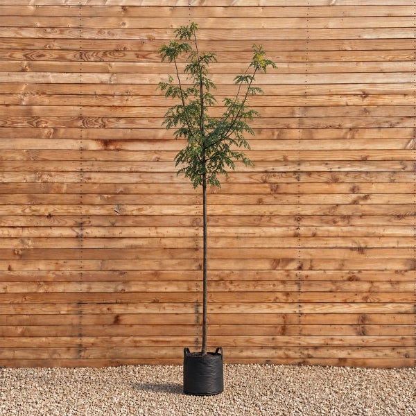 Gleditsia triacanthos Skyline als Hochstamm in einem Pflanzsack vor einer Holzwand.