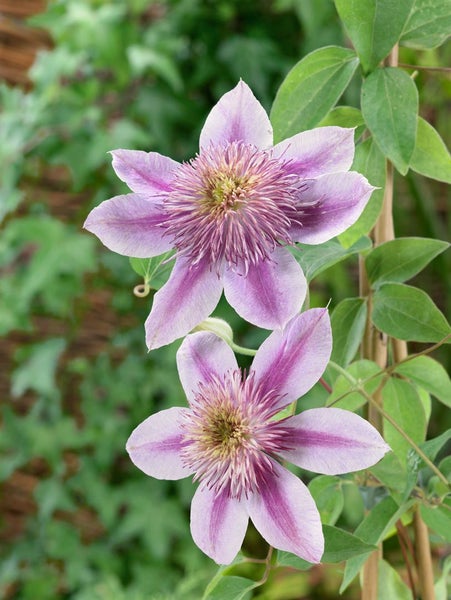 Clematis Hybride 'Empress', Waldrebe, rosa, 60–100 cm