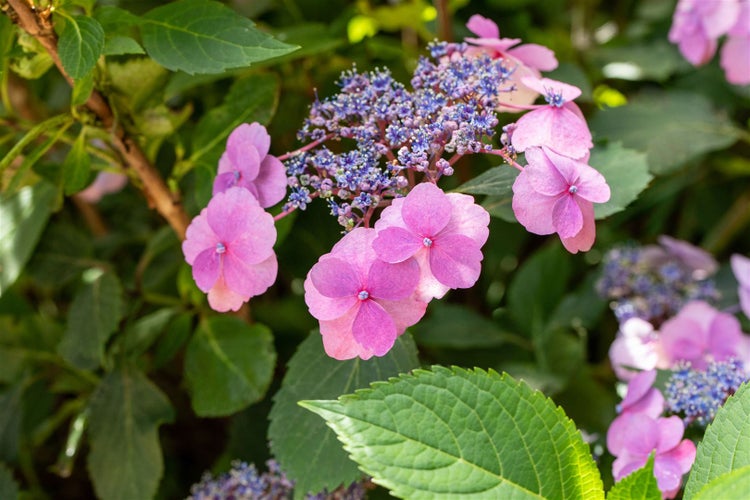 Hydrangea macrophylla 'Cotton Candy', rosa, 30–40 cm