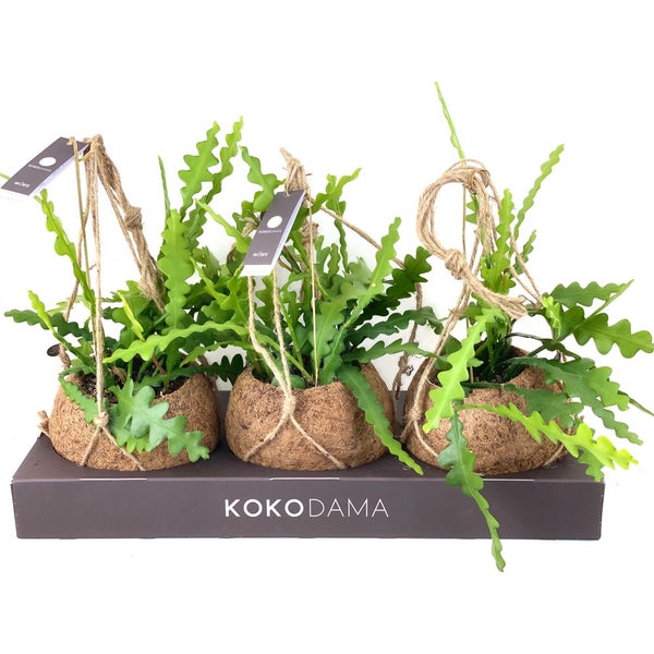 Drei grüne Epiphyllum-Zimmerpflanzen in Kokosfaser-Pflanztöpfen mit Juteseilen zum Aufhängen auf einem Kokodama-Display.